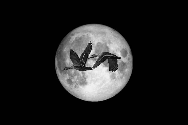 Moonlit Blooms