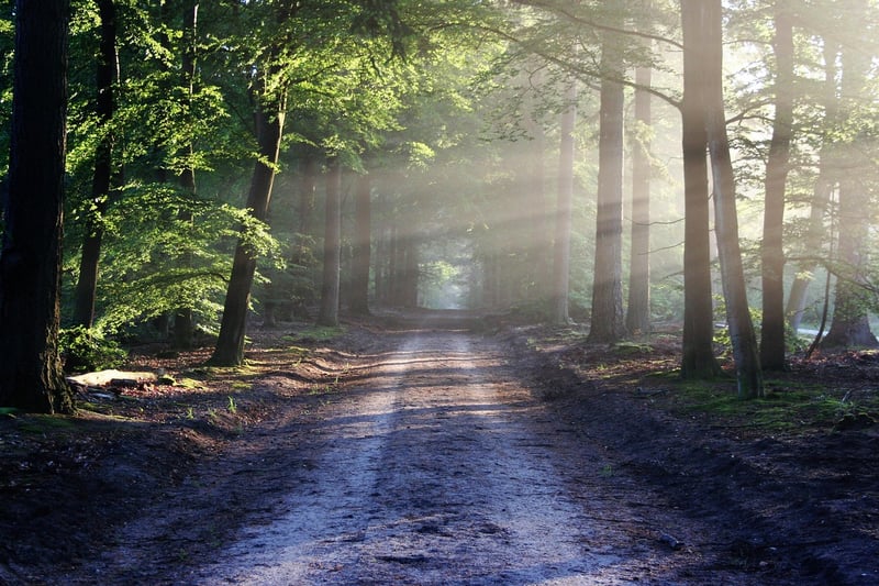 Whispering Paths